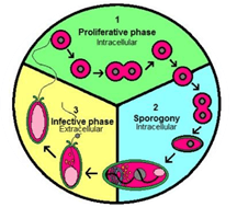 Cấu tạo và chức năng của vi bào tử trùng