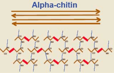 alpha-chitin - Cấu tạo và chức năng của vi bào tử trùng