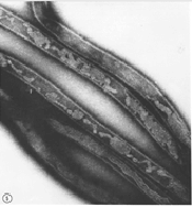  Cấu trúc mặt cắt ống cực, dạng đơn lớp, hình trụ, bên trong là dịch sinh chất đang truyền qua [Weidner E, 1976]