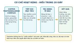 Cơ chế sơ bộ để chọn đúng tình huống.