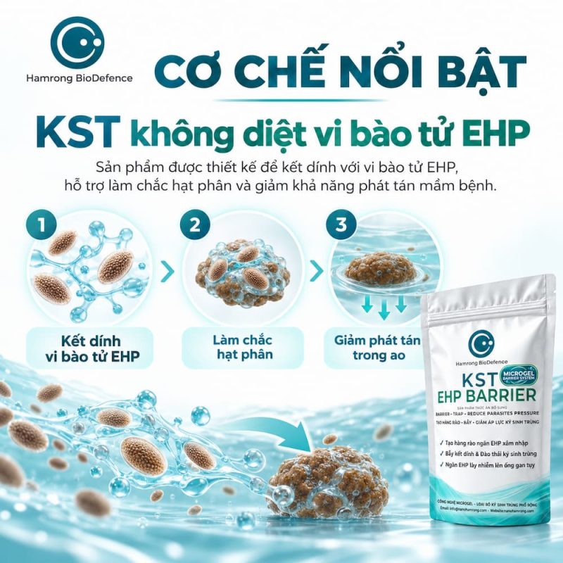 CÔNG DỤNG KST EHP